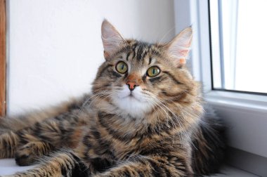 Sevecen büyük gözlü evcil kediler.