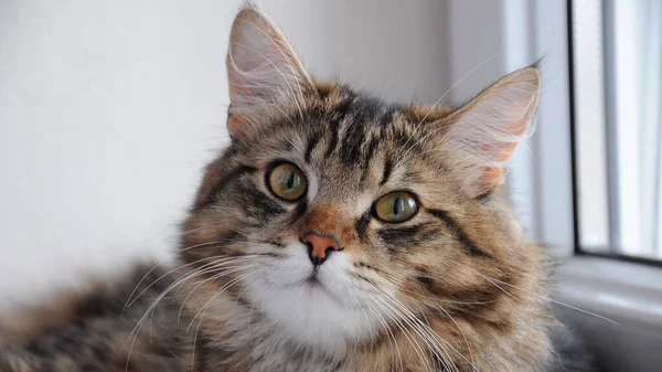 Sevecen büyük gözlü evcil kediler.