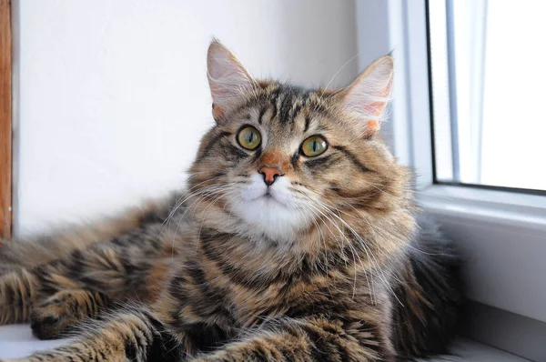 Sevecen büyük gözlü evcil kediler.