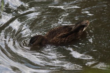Orman gölündeki vahşi ördek
