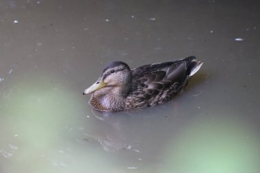 Orman gölündeki vahşi ördek