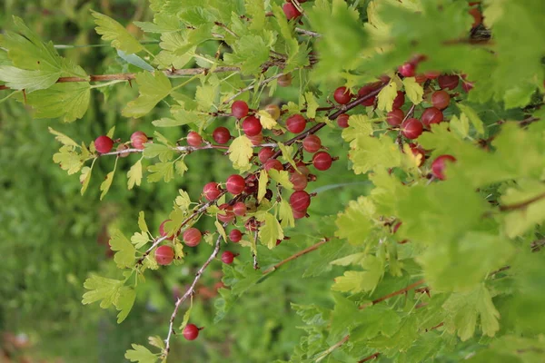 Die Beeren Des Stachelbeerstrauches — Stockfoto