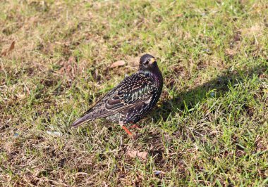 Çimenlerde yürüyen yaban ardıcı kuşu