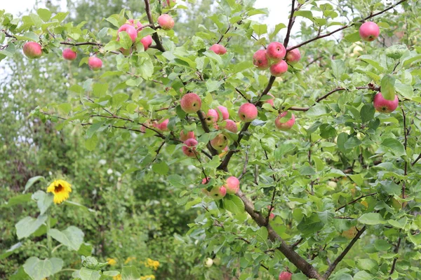 Yağmurdan Sonra Dallardaki Elmalar — Stok fotoğraf