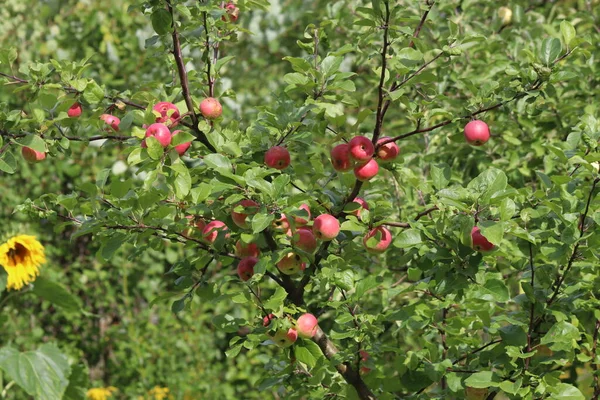 Manzanas Ramas Después Lluvia — Foto de Stock