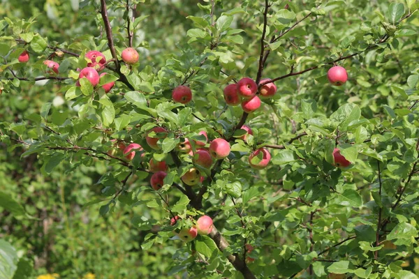 Äpfel Auf Ästen Nach Dem Regen — Stockfoto