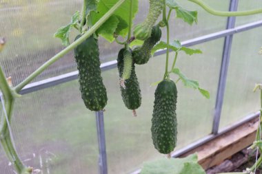 Salatalıklar serada