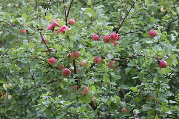 雨后树枝上的苹果 — 图库照片