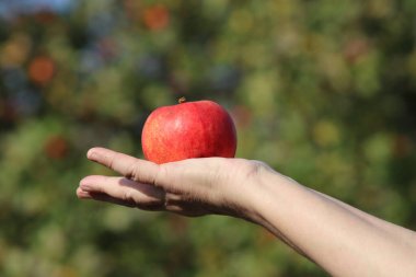Bahçedeki bir kadının elinde kırmızı elma