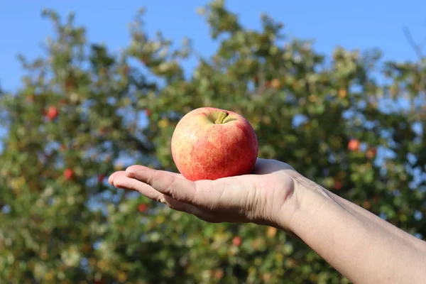 Roter Apfel Der Hand Einer Frau Garten — Stockfoto