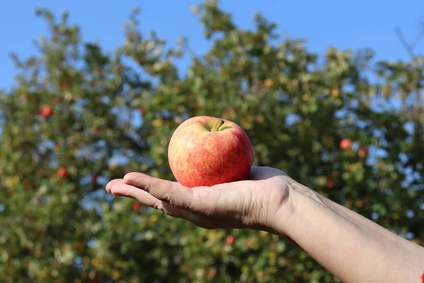 Roter Apfel Der Hand Einer Frau Garten — Stockfoto