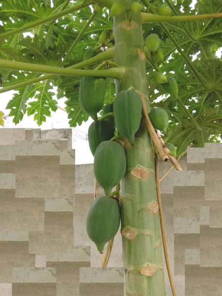 Färsk Papaya Frukt Och Blomma Och Träd — Stockfoto