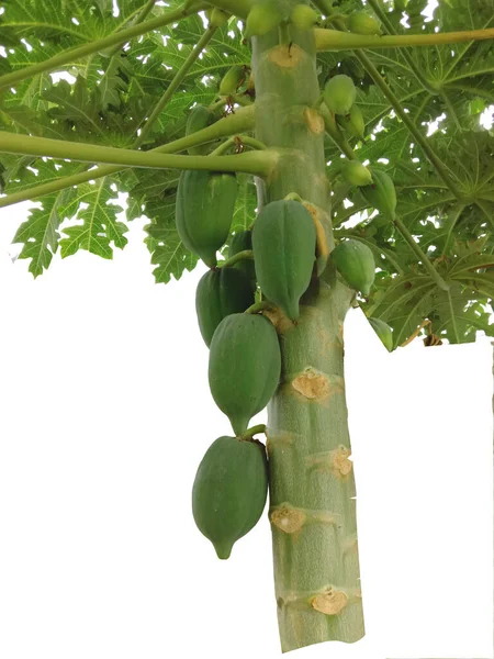 Papaya Frukt Och Blomma Och Träd — Stockfoto