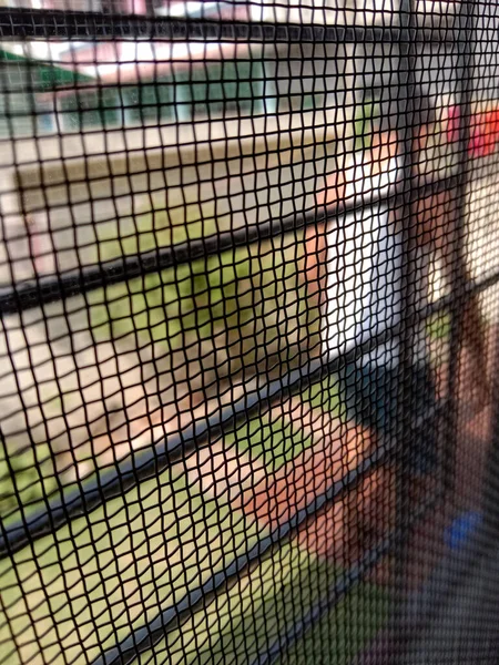 Sivrisinek Savar Pencere Ağı Stok Resim