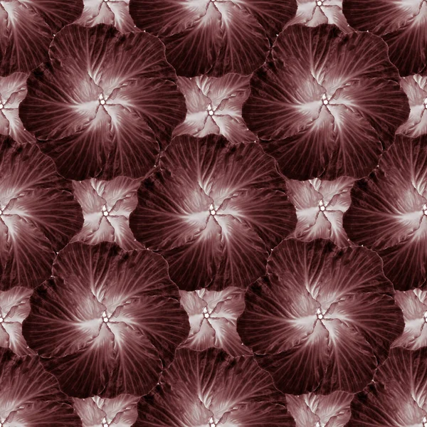 カラフルなキャベツの花のシームレスなパターン — ストック写真
