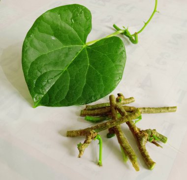 ayurvedic herb giloy leaf and stems clipart