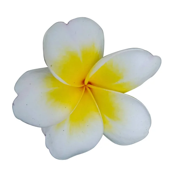 Fiore Plumeria Sfondo Bianco — Foto Stock