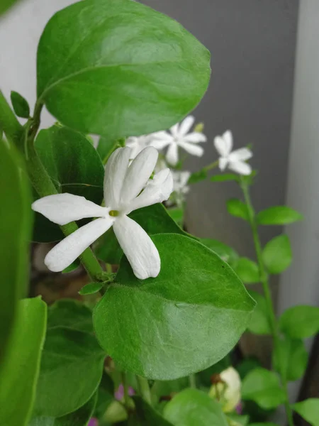 ユヒの花と葉植物と白の背景 — ストック写真