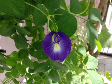 Convolvulus pluricaulis veya shankhimppi çiçeği ve yaprak