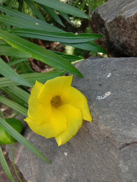 Квітка Теветія Перувіана Або Каньйон Листя — стокове фото