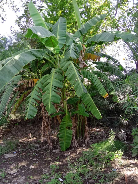 Planta Árbol Plátano Verde Hermoso Tropical —  Fotos de Stock