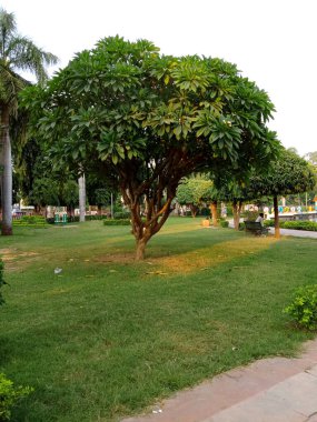 Parktaki tesisat ağacı.