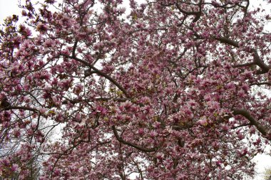 Çerçeveyi dolduran Çiçekli ve Parlak Pembe Kiraz Ağacı
