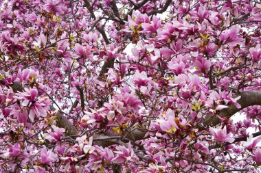 Çerçeveyi dolduran Çiçekli ve Parlak Pembe Kiraz Ağacı