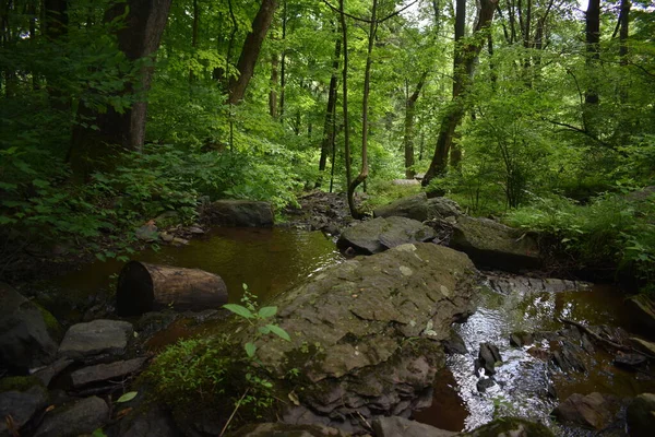 Маленькое Тело Текущей Воды Пышном Зеленом Лесу Летом — стоковое фото