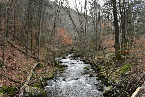 Een Snelstromende Rivier Een Dood Herfstbos Omringd Door Gebladerte — Stockfoto