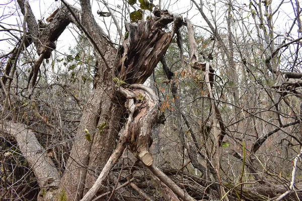 Большое Мёртвое Дерево Которое Разбилось Время Шторма Мертвом Лесу — стоковое фото