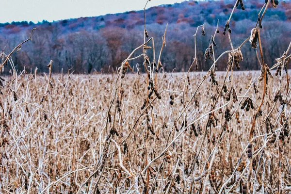 Campo Cultivo Amarelo Morto Durante Inverno Com Uma Montanha Coberta — Fotografia de Stock