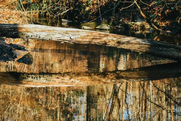 Uma Pequena Árvore Caída Sobre Riacho Cassting Reflexo Mesmo — Fotografia de Stock