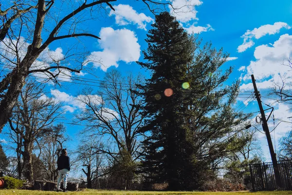 Ometto Che Guarda Albero Enorme — Foto Stock