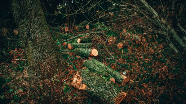 Grupo Troncos Recém Cortados Uma Floresta Durante Outono — Fotografia de Stock