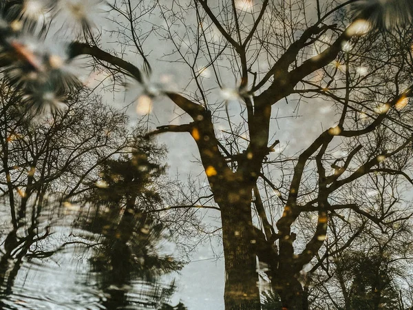 Uma Árvore Morta Refletindo Pudim Dia Chuvoso — Fotografia de Stock