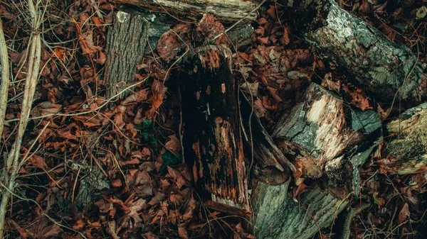 Grupo Troncos Recém Cortados Uma Floresta Durante Outono — Fotografia de Stock