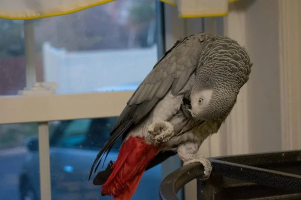 stock image An African Gray Parrot Plucking Her Breast Feathers on Top of Her Cage