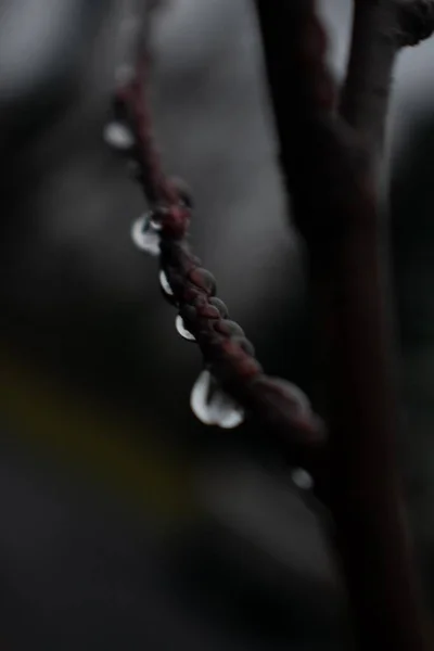 Primer Plano Gotas Lluvia Colgando Una Rama Árbol Diminuto Con —  Fotos de Stock