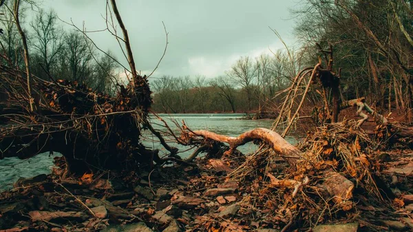 Árbol Caído Junto Río Con Una Maldición Hecha Por Hombre — Foto de Stock