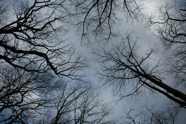 Looking Up at a Cloudy Overcast Sky in a Scary Dead Forest
