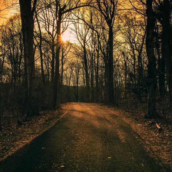 Caminho Blacktop Uma Floresta Inverno Morta Com Pôr Sol Laranja — Fotografia de Stock