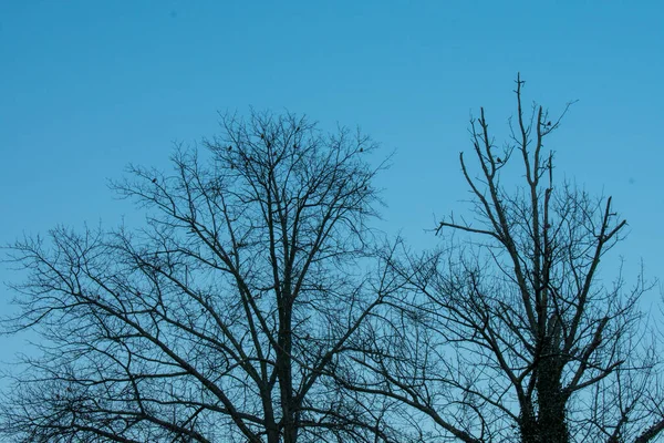 Alberi Sagomati Morti Nudi Ricoperti Uccelli Cielo Blu Chiaro — Foto Stock