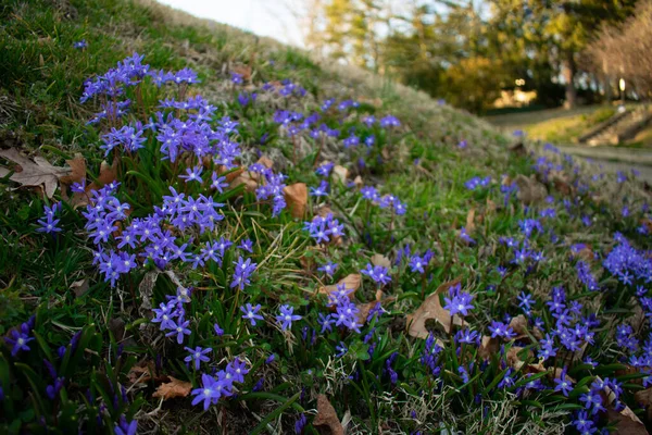 Fläck Små Blå Vioet Blommor Förort Front Gräsmatta — Stockfoto