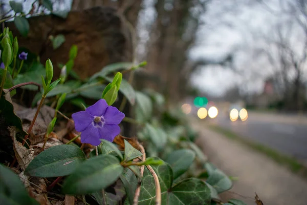 Een Kleine Paarse Bloem Een Drukke Voorstedelijke Straat Met Auto — Stockfoto