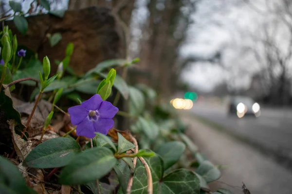 Een Kleine Paarse Bloem Een Drukke Voorstedelijke Straat Met Auto — Stockfoto