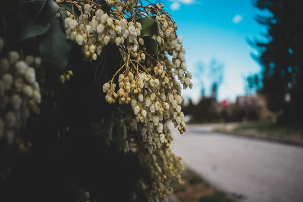 Flores Blancas Colgando Arbusto Verde Oscuro Una Calle Suburbana — Foto de Stock