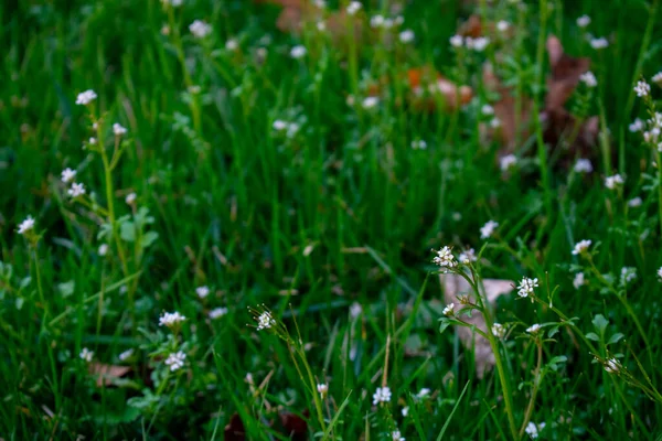 Small White Flowers Patch Green Grass — Stock Photo, Image