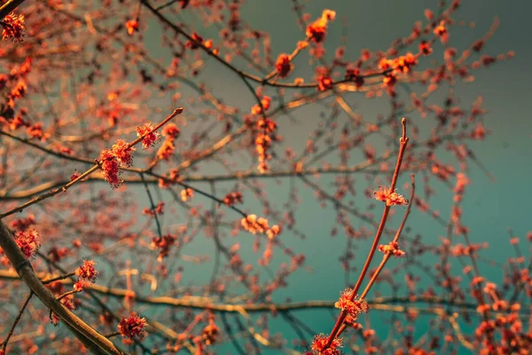 Cherry Blossom Gałęzie Wypełnienie Ramki Przejrzystym Błękitnym Niebie — Zdjęcie stockowe