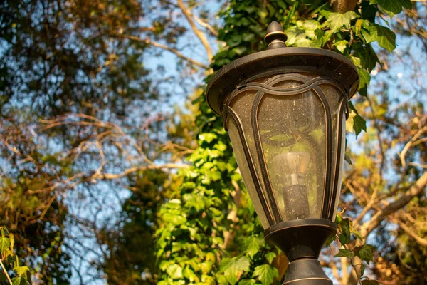 Old Fashioned Black Metal Light Post Tree — Stock Photo, Image